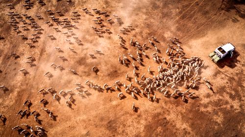 Australian farmer Richard Gillham drives his truck across a drought-affected paddock as he feeds his sheep on his property 'Barber's Lagoon' located on the outskirts of the north-western New South Wales town of Boggabri, Australia