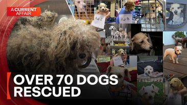 Generous dog rescuers left with huge vet bill