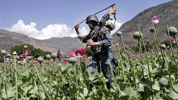 The Taliban has banned poppy cultivation in Afghanistan.