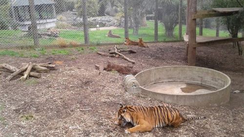 Female keeper killed by tiger in NZ zoo