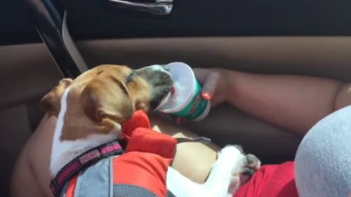 Happy enjoyed a snow cone after her swim.