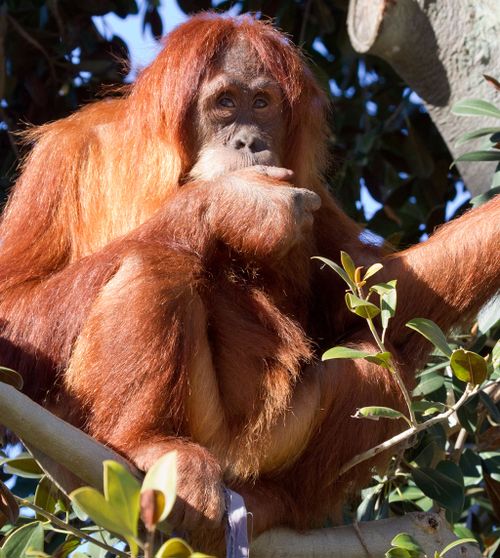 Perth Zoo prepares to release orangutan into the wild