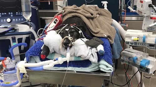 Vets doubted Elsa would survive after ingesting a 1080 poison bait.
