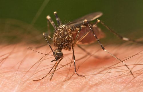 Malaria-carrying mosquitoes kill about 800,000 people