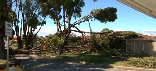 Ferocious winds brought down trees and ripped off roofs. (9NEWS)