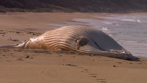 A whale carcass washed up at Mallacoota, Victoria.