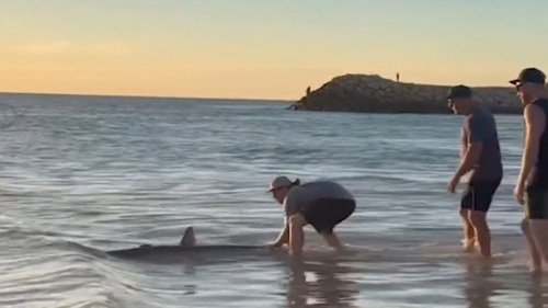 Their quick-thinking saved the shark from a likely-death. 