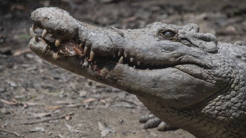 More than half of the people surveyed said they didn't know crocodile breeding season was between September and April. 