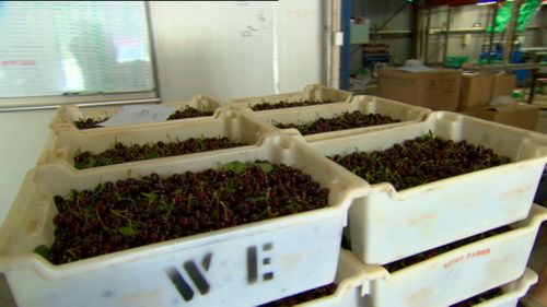 Unlike other farmers, cherry growers are hoping there won't be too much rain, as it is damaging their fruit.