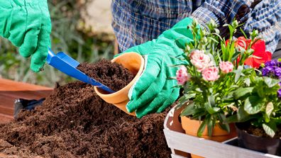 Gardening gloves pot plant soil flowers backyard garden bed