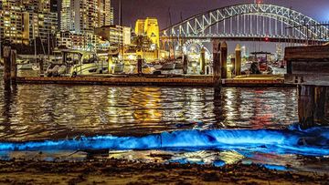 Bioluminescence lit up the waters of Sydney Harbour this week.