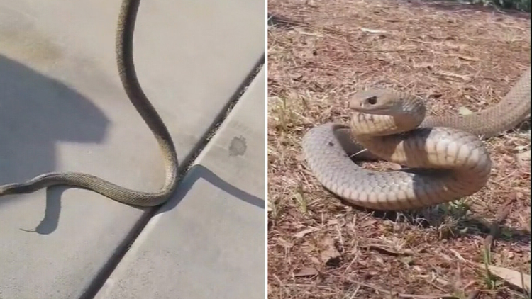 Sydney Wildlife Rescue  Who can remove a snake from my garden or house?