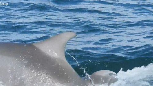 It is believed to be the first time a dolphin birth has been caught on film in Australia.