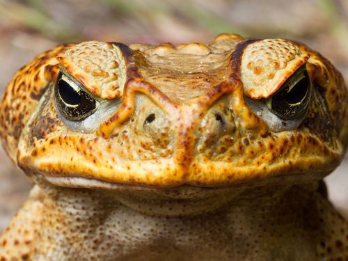 Cane toads have had huge impacts on native animals, particularly in Queensland, after being introduced from Hawaii in 1935 in a failed bid to eradicate beetles.