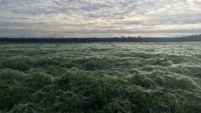 <p>An Australian dairy farmer awoke on Tuesday morning to spooky scenes across his property, as a sea of wispy, white spider webs covered his green paddocks.</p><p>

The phenomenon, known as "ballooning", typically occurs during late autumn or early winter, when spiders seek higher ground to escape cooler temperatures.</p><p>

Click through the gallery to see images from the farm in Portland, Victoria, plus other ballooning events in Australia. <i>Source: Facebook/Alex Bunchman</i></p>