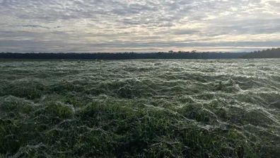 <p>An Australian dairy farmer awoke on Tuesday morning to spooky scenes across his property, as a sea of wispy, white spider webs covered his green paddocks.</p><p>  The phenomenon, known as "ballooning", typically occurs during late autumn or early winter, when spiders seek higher ground to escape cooler temperatures.</p><p>  Click through the gallery to see images from the farm in Portland, Victoria, plus other ballooning events in Australia. <i>Source: Facebook/Alex Bunchman</i></p>