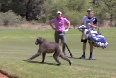 <b>English golfer Luke Donald was forced to flee after being chased by a marauding baboon at the Nedbank Golf Challenge in South Africa.</b><br/><br/>The former world No.1 had just walked up to his ball and was figuring out his next shot when the ape made its move.<br/><br/>Startled by the primate, Donald takes flight, but quickly recovered his compusure to take a two-shoot lead after the second round. <br/><br/>Check out the baboon's victory video and other clips of fellow members of the animal kingdom invading the fairways...<br/><br/><br/>
