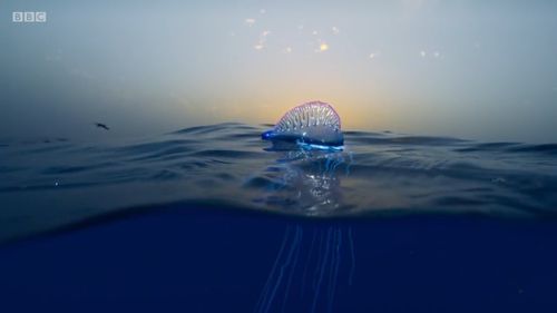 Sir David said he would love to return to Australia's Great Barrier Reef. (BBC)