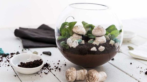 Edible Terrarium