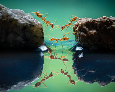 'Ants crossing': Gold Winner - Behaviour, Invertebrates