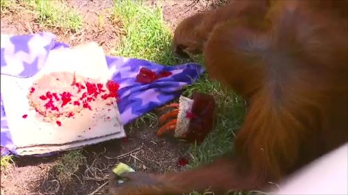 Both animals got specially made cakes filled with their favourite foods. (9NEWS)