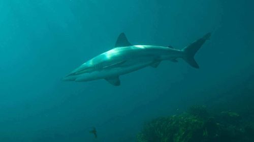 Gli incontri ravvicinati dei surfisti neozelandesi con gli squali sono così comuni che 