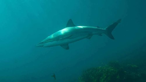 New Zealand Surfer's close encounter with shark so common they 'likely happen every day'