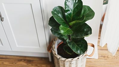 Big fiddle leaf fig tree in stylish modern pot in a home