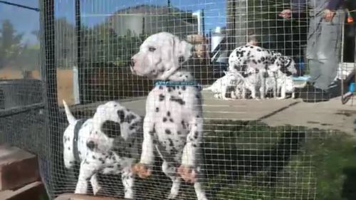 Each of the pups weigh a little over three kilograms. (9NEWS)