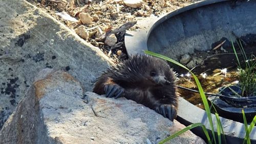 A thirsty echidna sneaks a drink in a pond.