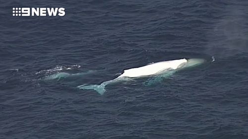 The whale was spotted off Bondi Beach today. (9NEWS)