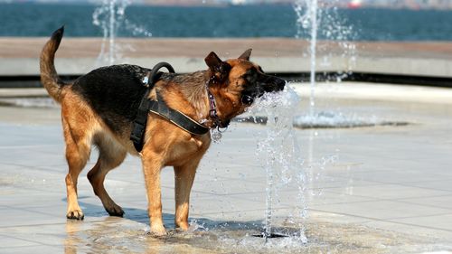 RSPCA urges pet owners not to forget their furry friends during heatwave