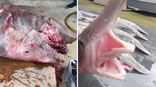 Inside the heavily-pregnant goblin shark were six pups.