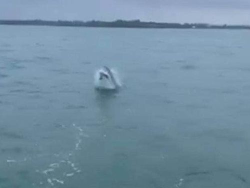 A screengrab from Josh Lonergan's video of a great white shark breaching near Bowentown.