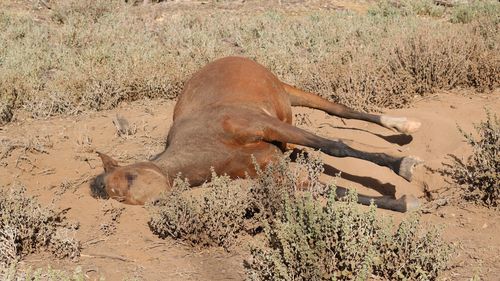 Starving brumbies are being shot dead by authorities in Victoria’s Barmah National Park.