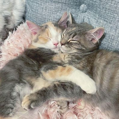 Kitten Sanctuary - kittens cuddling.