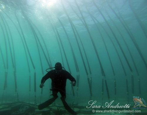 A diver explores the Sharksafe Barrier at Shark Alley in Gansbaai, South Africa. The floating pipes, fitted with magnets, resemble kelp, which sharks try to avoid. (Photo courtesy, Sara Andreotti / Sharksafe Barrier)