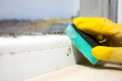 The woman cleans a large amount of black mold growing on the windowsill of her house. Moisture problem concept. Condensation on the window.