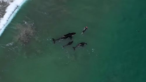 Three orca surround the swimmer