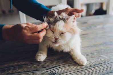 Cleaning Persian Chinchilla Cat's eyes with cotton pad. Cat's Eyes Healthy. Prevention of eyes's problem