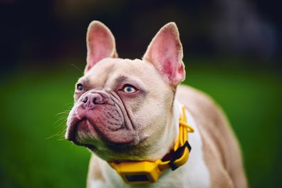 Dog overfeeding lying collar