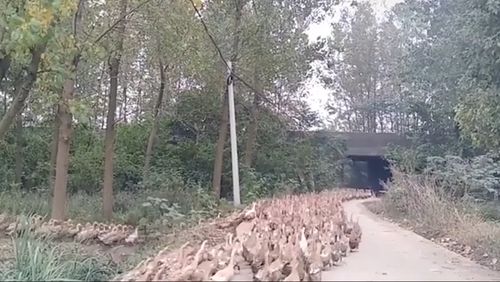 The Chinese army is preparing to deploy 100,000 ducks to combat a locust outbreak in Pakistan.