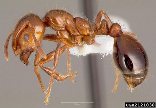The body of a preserved fire ant.