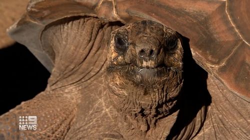 Medical mission for Taronga's century-old giant tortoise