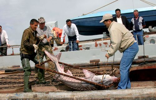 A sturgeon is caught on the Caspian Sea.