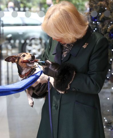 Camilla, Duchess of Cornwall with Beth, her jack-russell terrier, unveiling a plaque as they visit the Battersea Dogs and Cats Home to open the new kennels and thank the centre's staff and supporters on December 9, 2020 in Windsor, United Kingdom