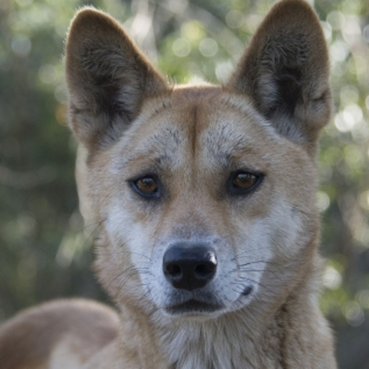 Dingo genetic code: Scientists reveal what the Australian animal really is