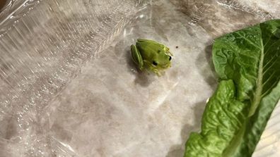 US singer Simon Curtis finds frog in box of lettuce
