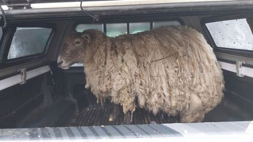 Fiona in the back of a ute