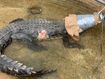 Three metre croc found in culvert prompts warnings for NT residents